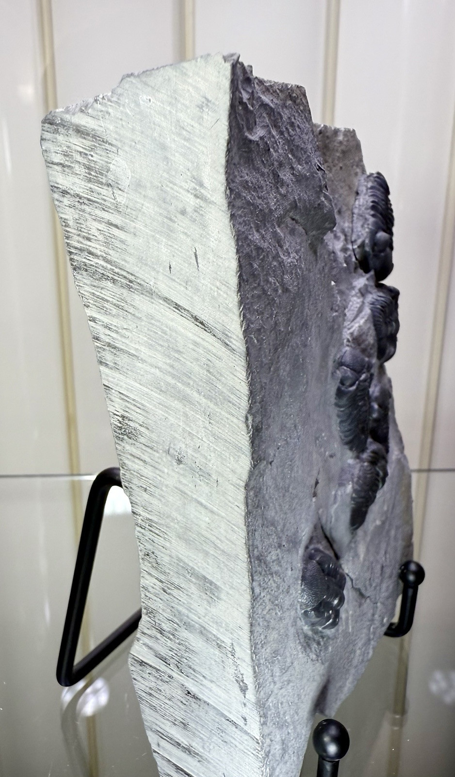 NICE Phacops Trilobite Plate ~ Penn Dixie New York ~ Devonian Period