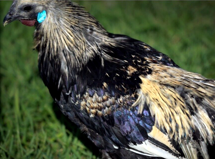 6 NPIP/AI Clean RARE! MOSAIC Chicken Hatching Eggs SHOW QUALITY GRADE A+++