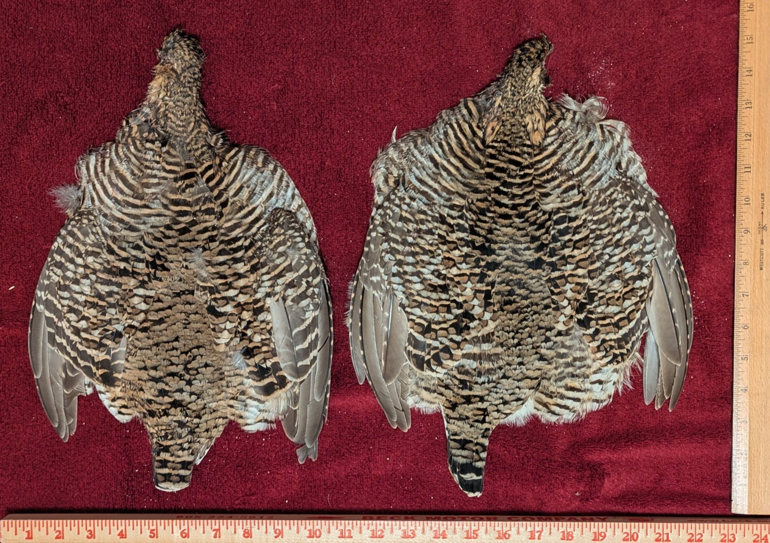 2 Prairie Chicken Skins Arts Crafts Decorations Display Fly Tying Feathers
