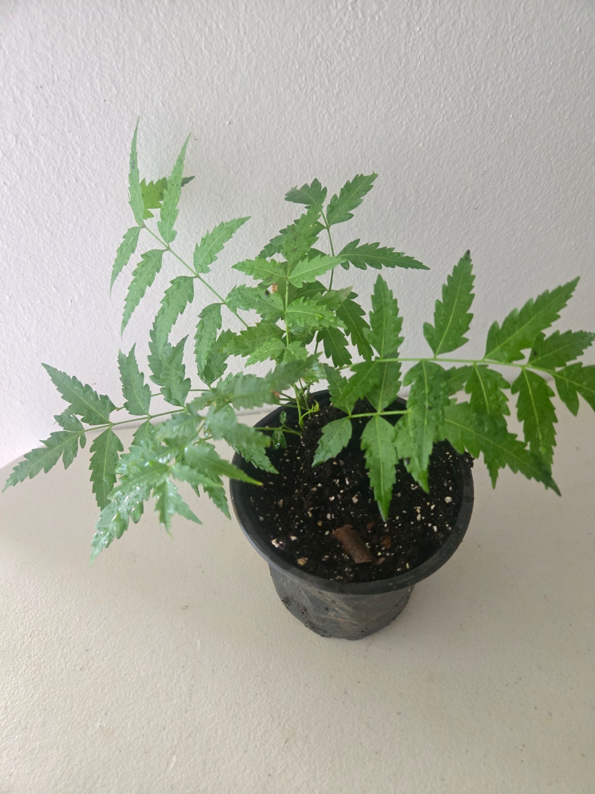 Live Neem Tree Plant (10”) Azadirachta indica Free shipping and priority