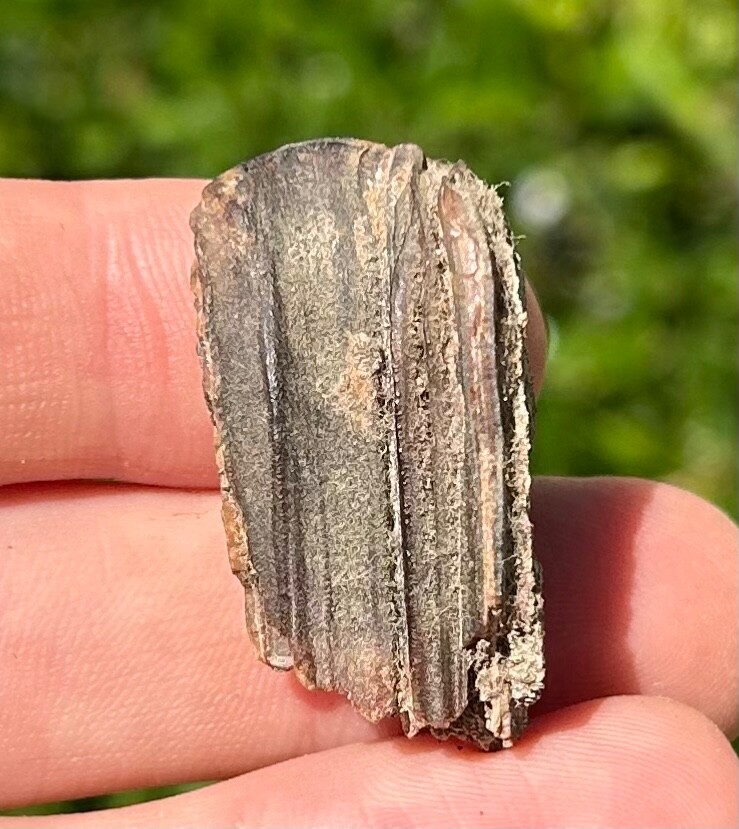 Fossil Horse Tooth Equus Pleistocene Ice Age Mammal Texas City Dike