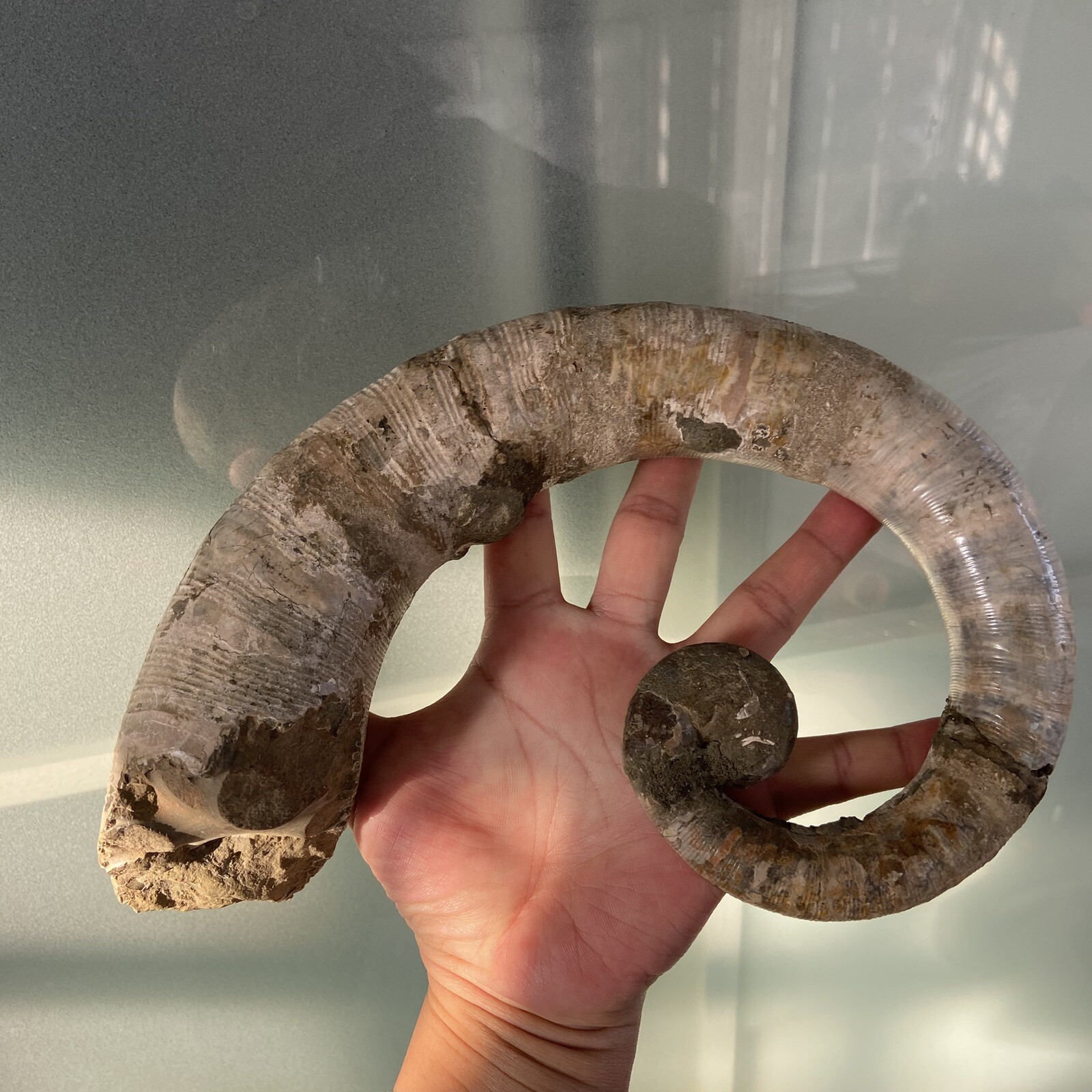 1242g215mm Big Repaired Ancyloceras Ammonite Fossil Sutures Crystal Display Mad