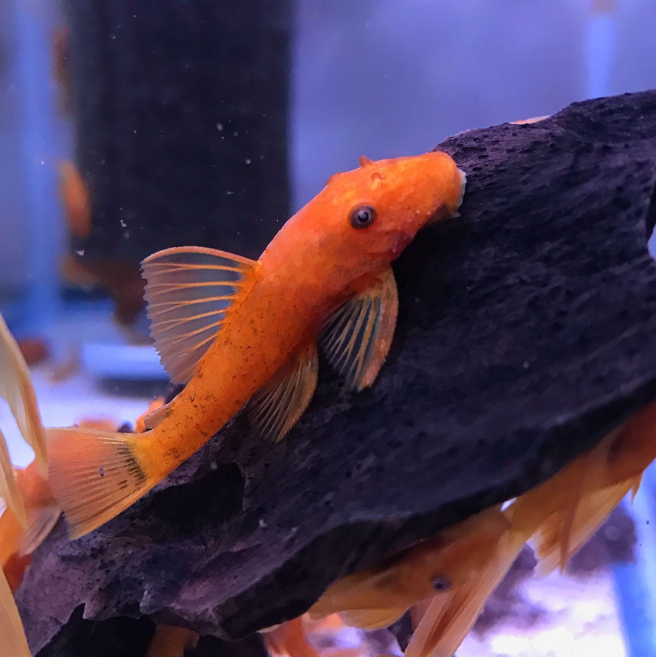 Super Red Bristlenose Pleco . Juveniles 1-1-5" 3 Pack