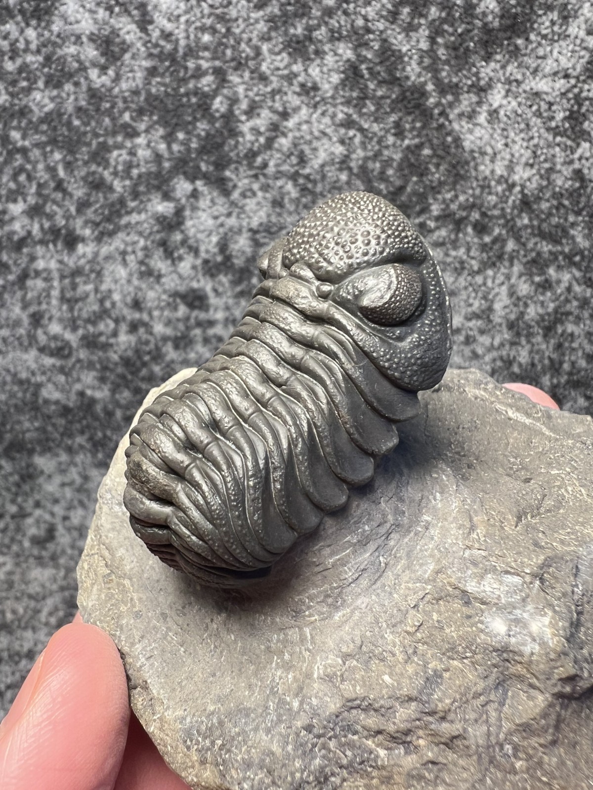 Moroccops sp. Trilobite Fossil – Attractive Collector Specimen