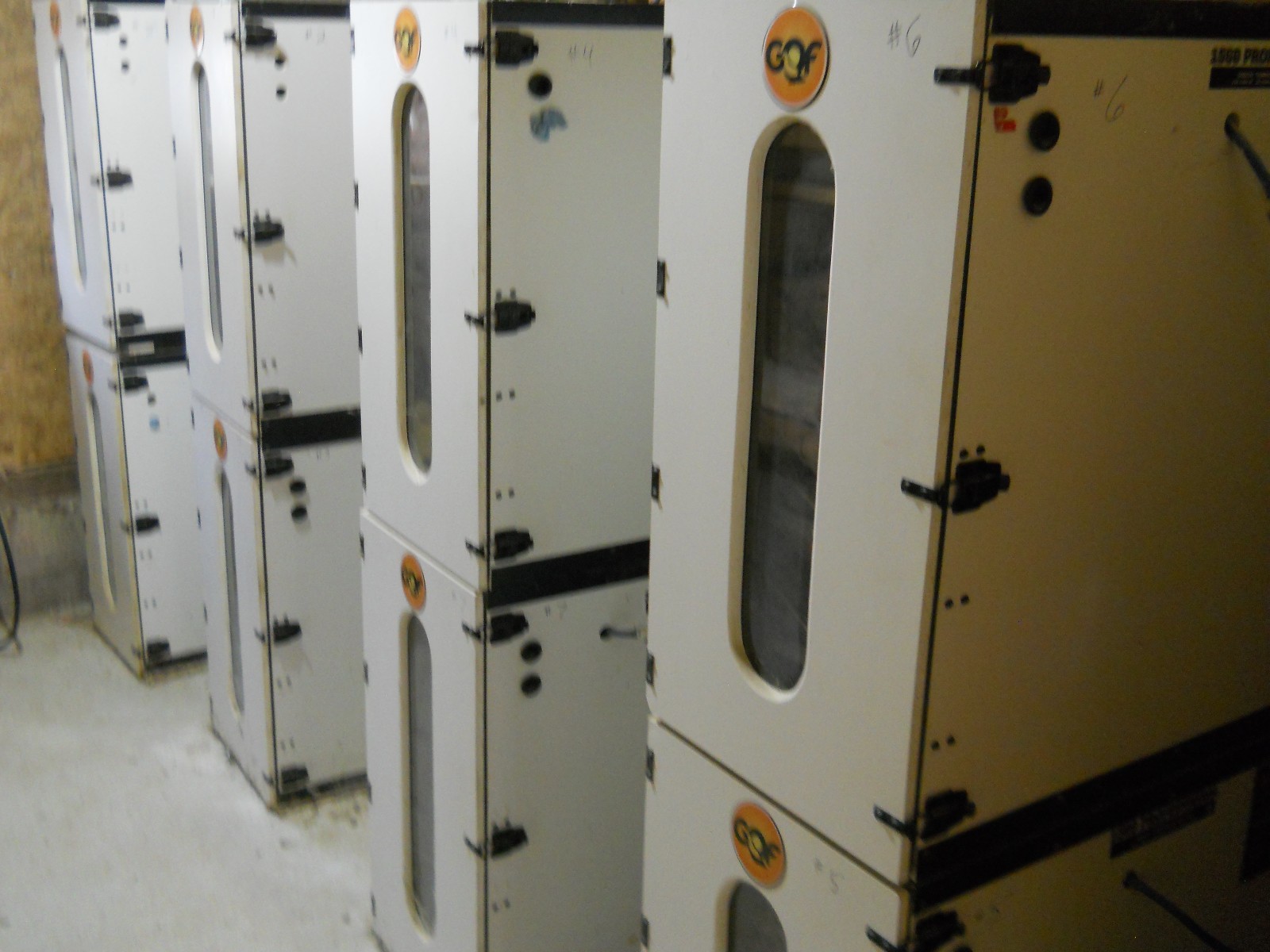 100+ KINGsBROWN XL. JUMBO brown coturnix quail hatching eggs,