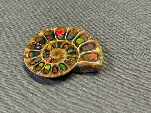 SPECTACULAR RARE,AMMOLITE(CANADA) INLAY IN FOSSIL AMMONITE(MADAGASCAR)SEE VIDEO!