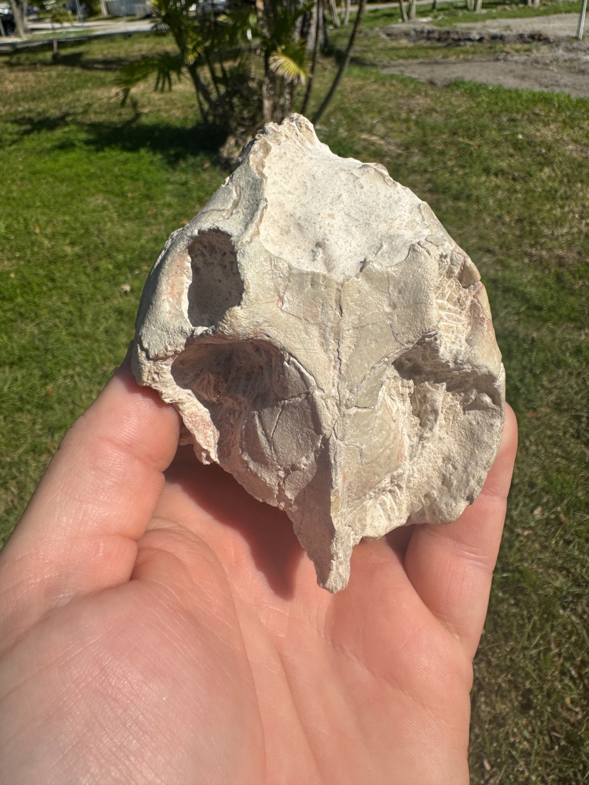 BEAUTIFUL PREP WHITE RIVER OREODONT LEPTAUCHENIA SKULL JAW TEETH BONE FOSSIL
