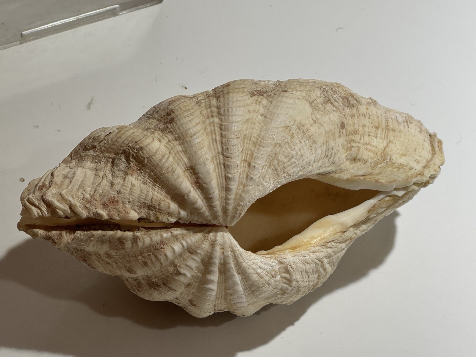 Clam Shell Tridacna Gigas Set Pair Both Valves 6” Complete