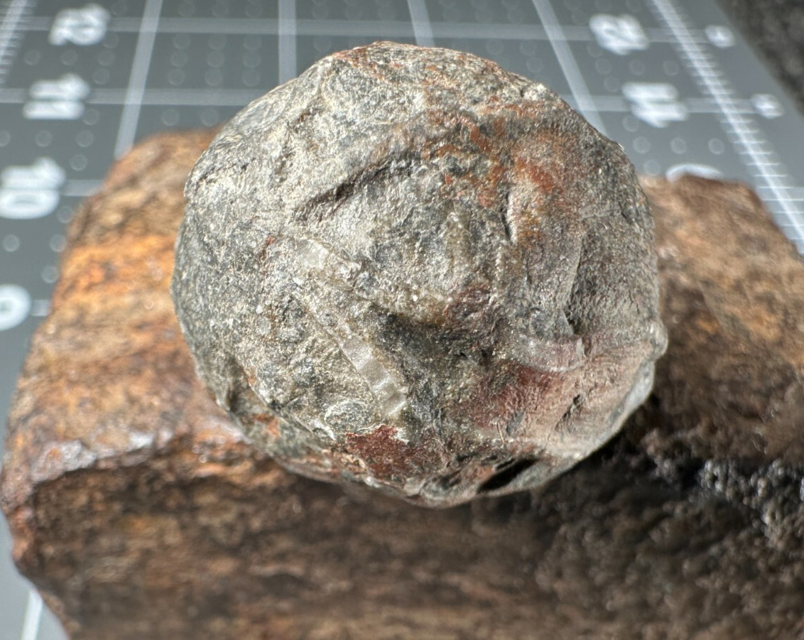 ➤ 7/8 Inch CYSTOID Fossil Specimen - Isle of Montreal Canada VIDEO➤159