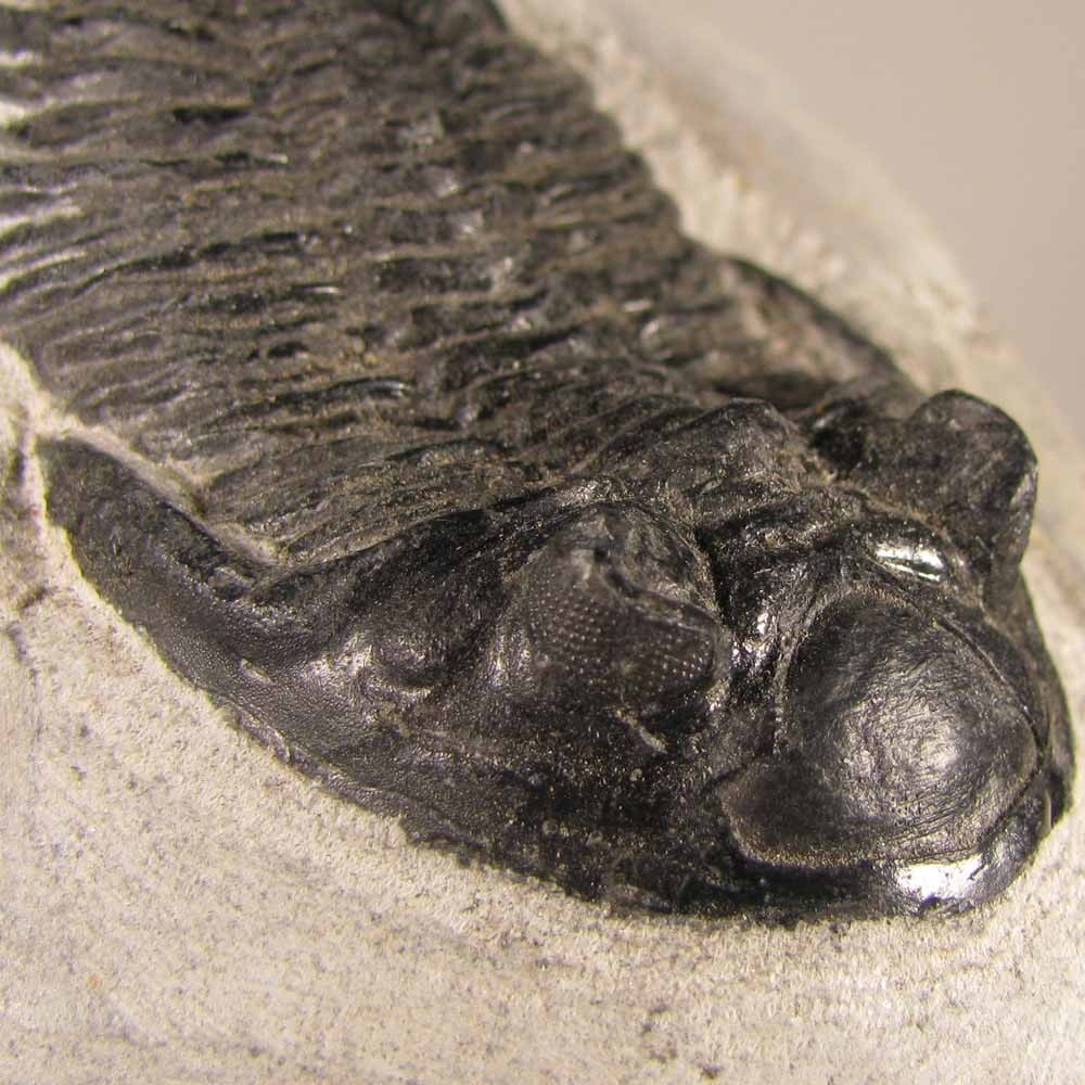 2.5" Hollardops TRILOBITE Fossil on Matrix - Devonian Age - Morocco