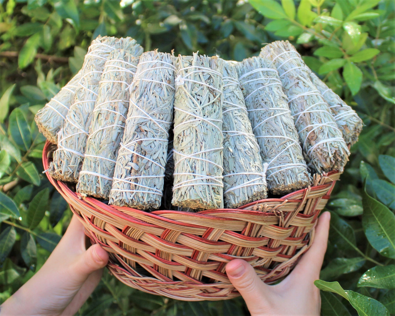 Blue Sage Smudge Stick 4-5 " (Herb, Remove Negative Energy, Smudge Bundle)