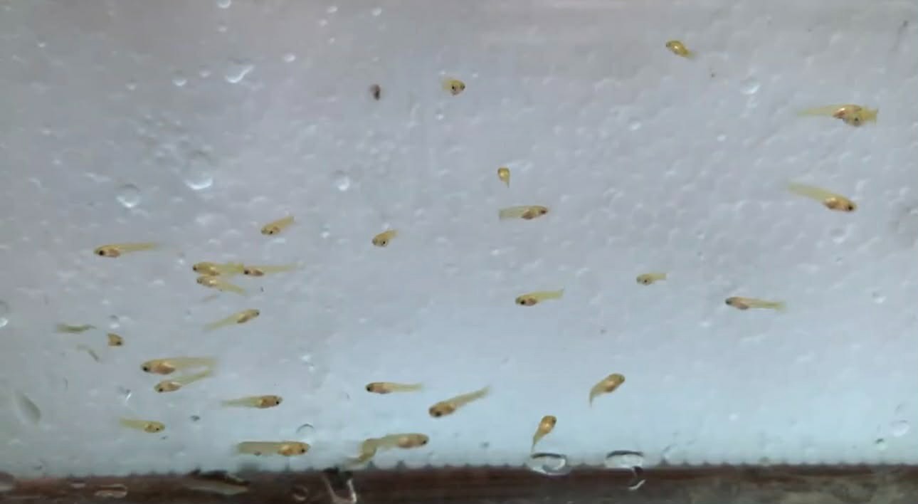 10 + Live 24k Full Gold FRY Guppy *****high quality *****