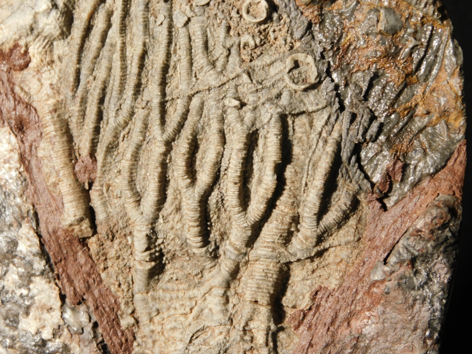 430 Million Year Old! CRINOID Fossil or Sea LILY Fossil Morocco 505gr