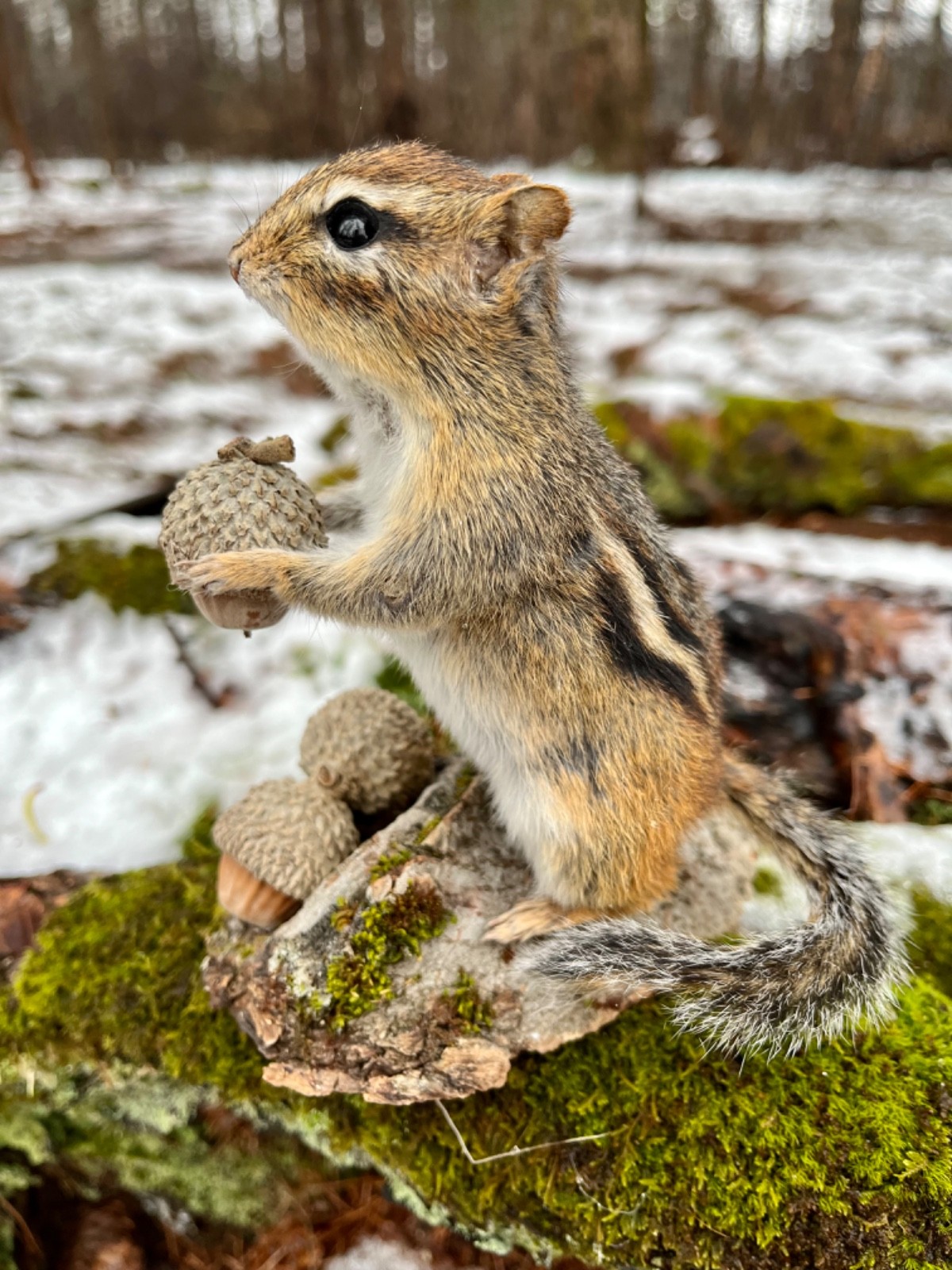 Chipmunk Taxidermy, Eastern Chipmunk Mount, Squirrel Taxidermy, Nature,Gift! NEW