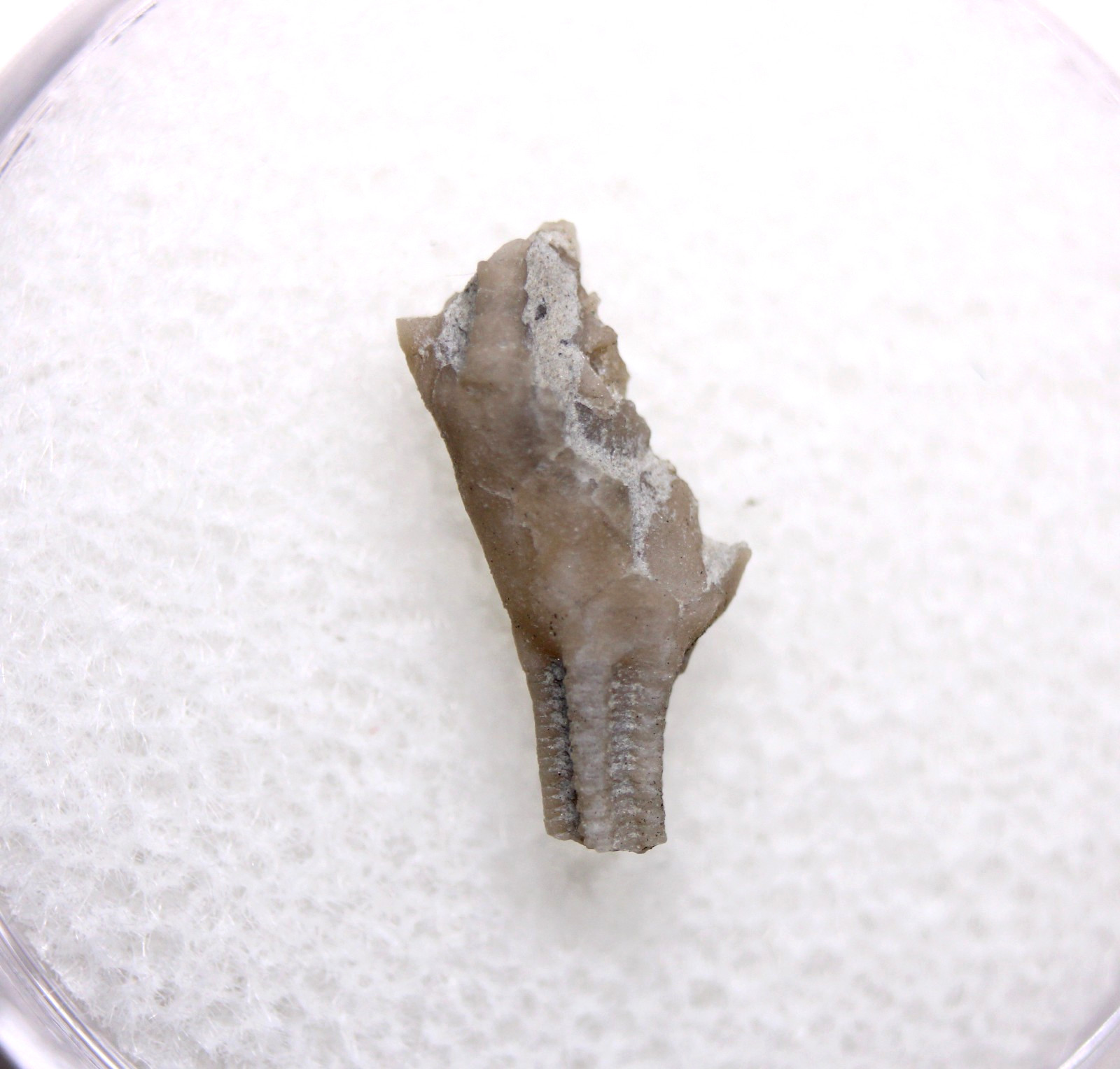 Dendrocrinus Crinoid Fossil Ordovician Kentucky Lexington Limestone