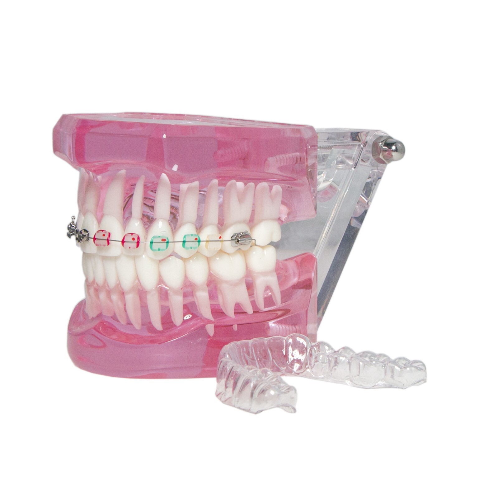 Dental Ortho Teeth Model With Metal Ceramic Brackets Lingual Braces Tube Teach
