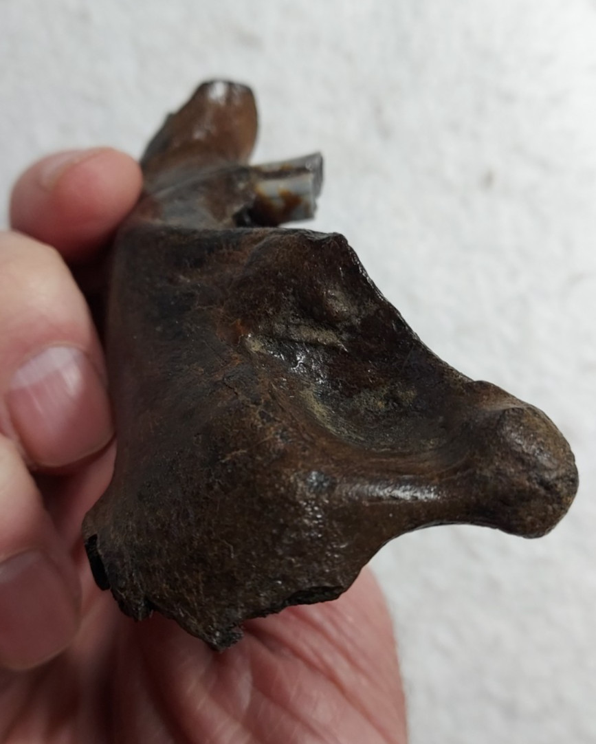 Ice Age Beaver Mandible (Jaw) Bone Fossil