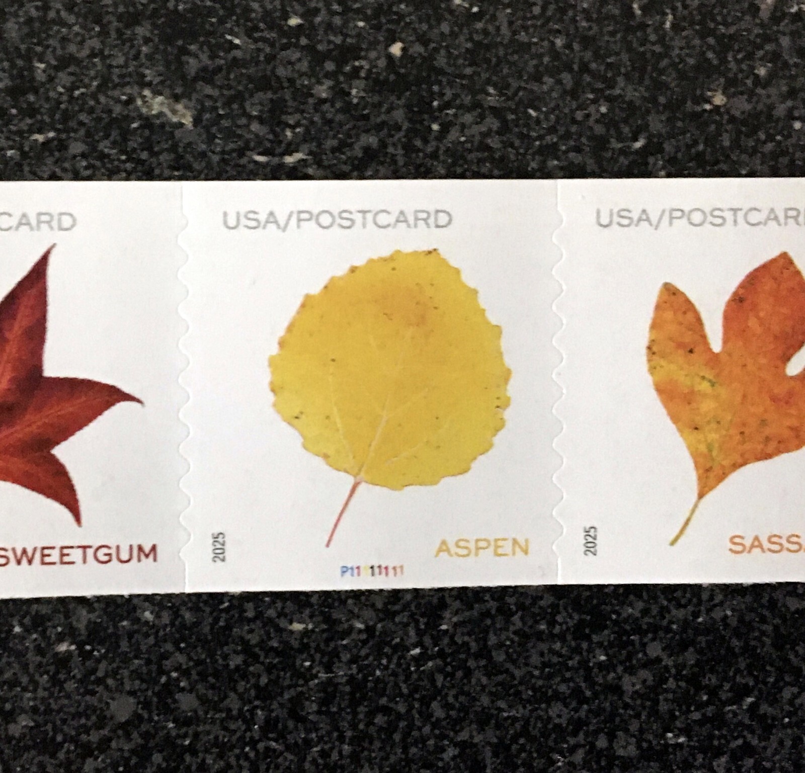 2025USA Postcard Rate Vibrant Leaves - PNC Coil Strip of 5