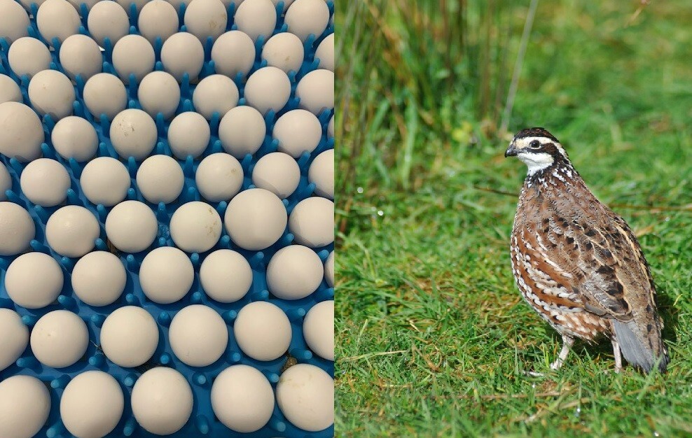 50+ Northern Bobwhite Quail Fertile Hatching Eggs! NPIP Cert - FREE SHIPPING
