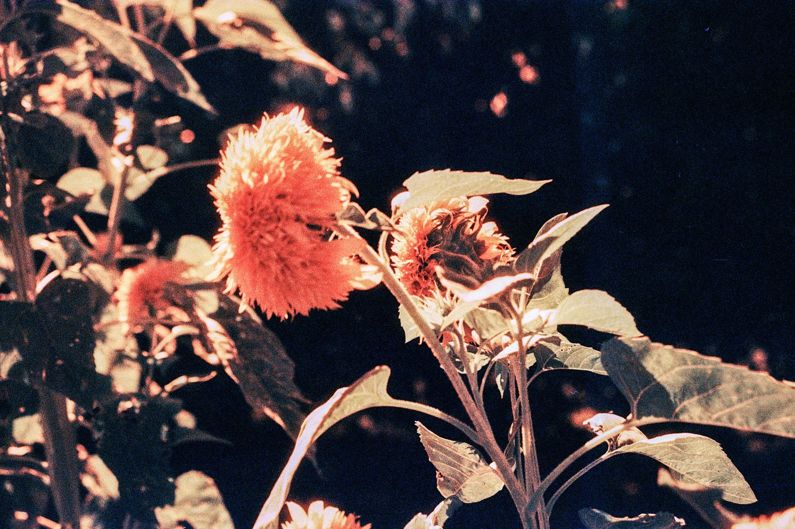 THE MARS PROJECT - BRAND NEW 35mm Color Negative Film 80 ISO - Experimental Fun