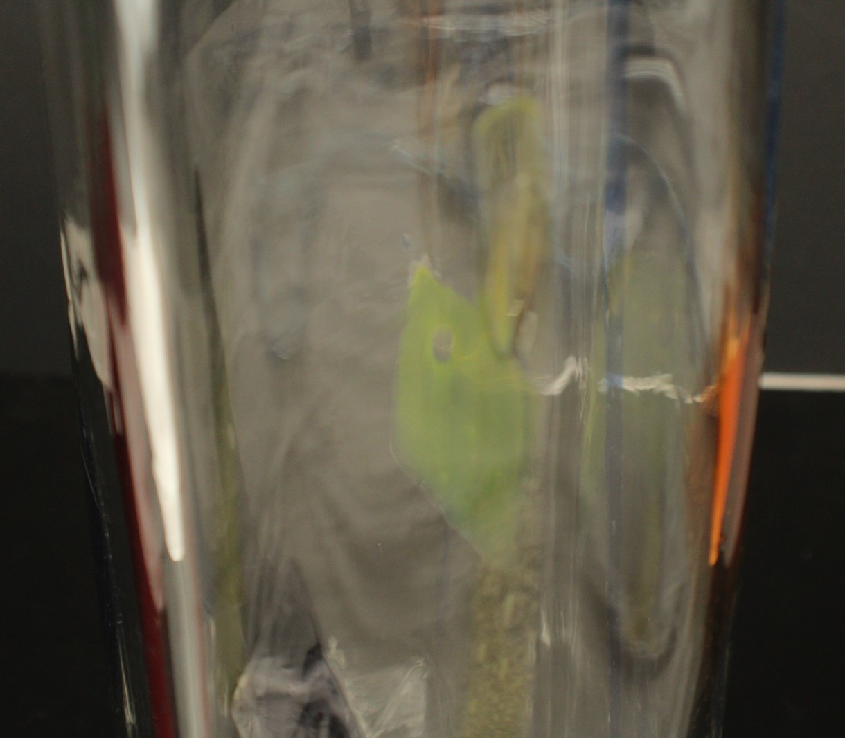 Vintage Tall Signed Blenko 2006 18 3/4"H x 4"W