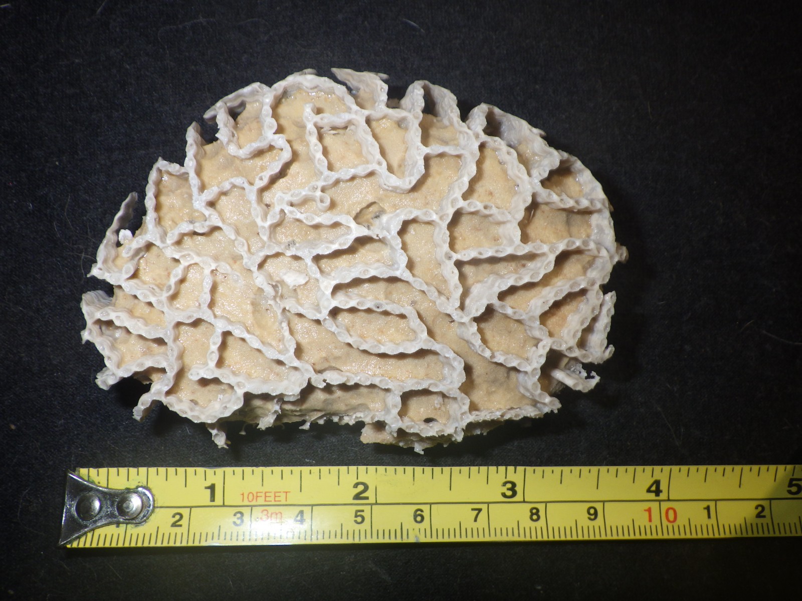 Chain Coral Halysite