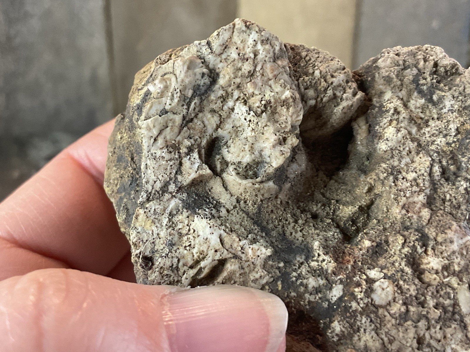 Missouri Druzy Quartz Fossilized Coral Stone Display