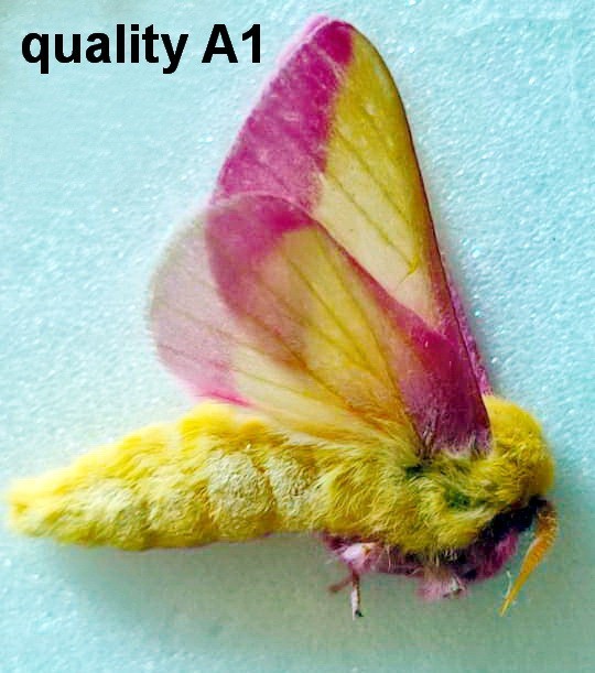 Saturniidae, Dryocampa rubicunda USA Rosy maple REAL MOTH