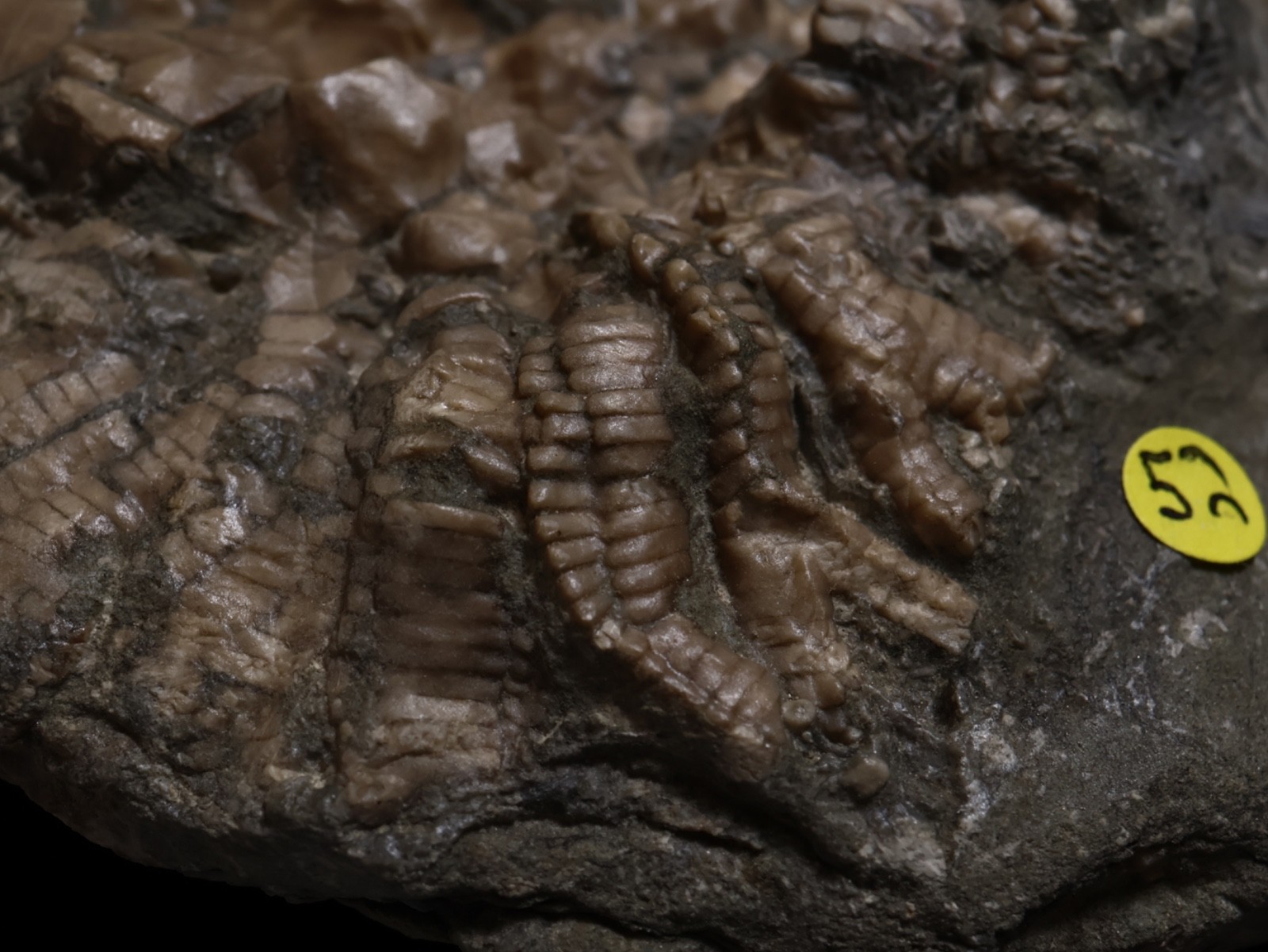 Threaded Fossil Crinoids, Crawfordsville, Indiana