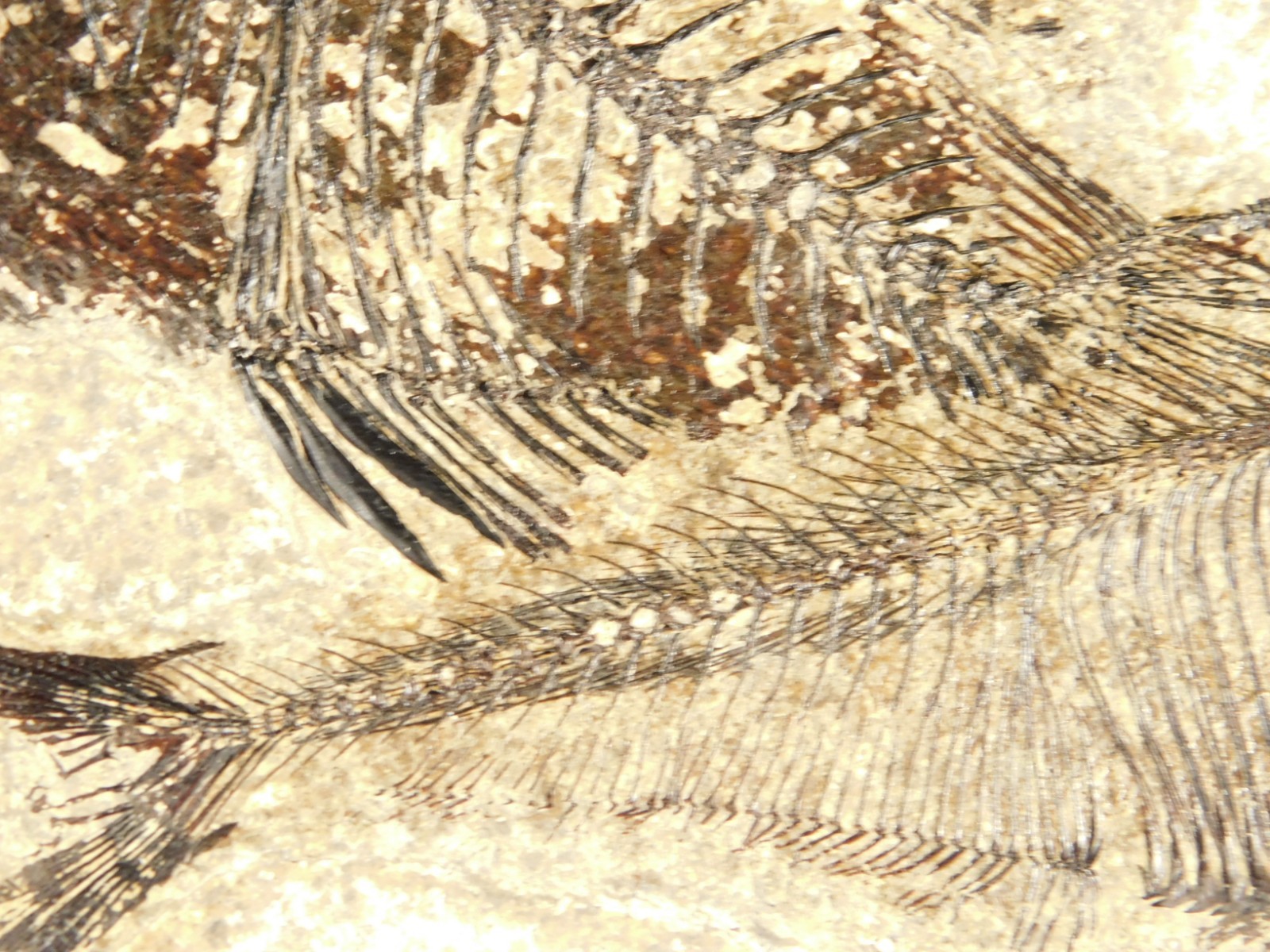 Two! SPECIES Rare Priscacara FISH Fossil and Diplomystus On HUGE Matrix Wyoming