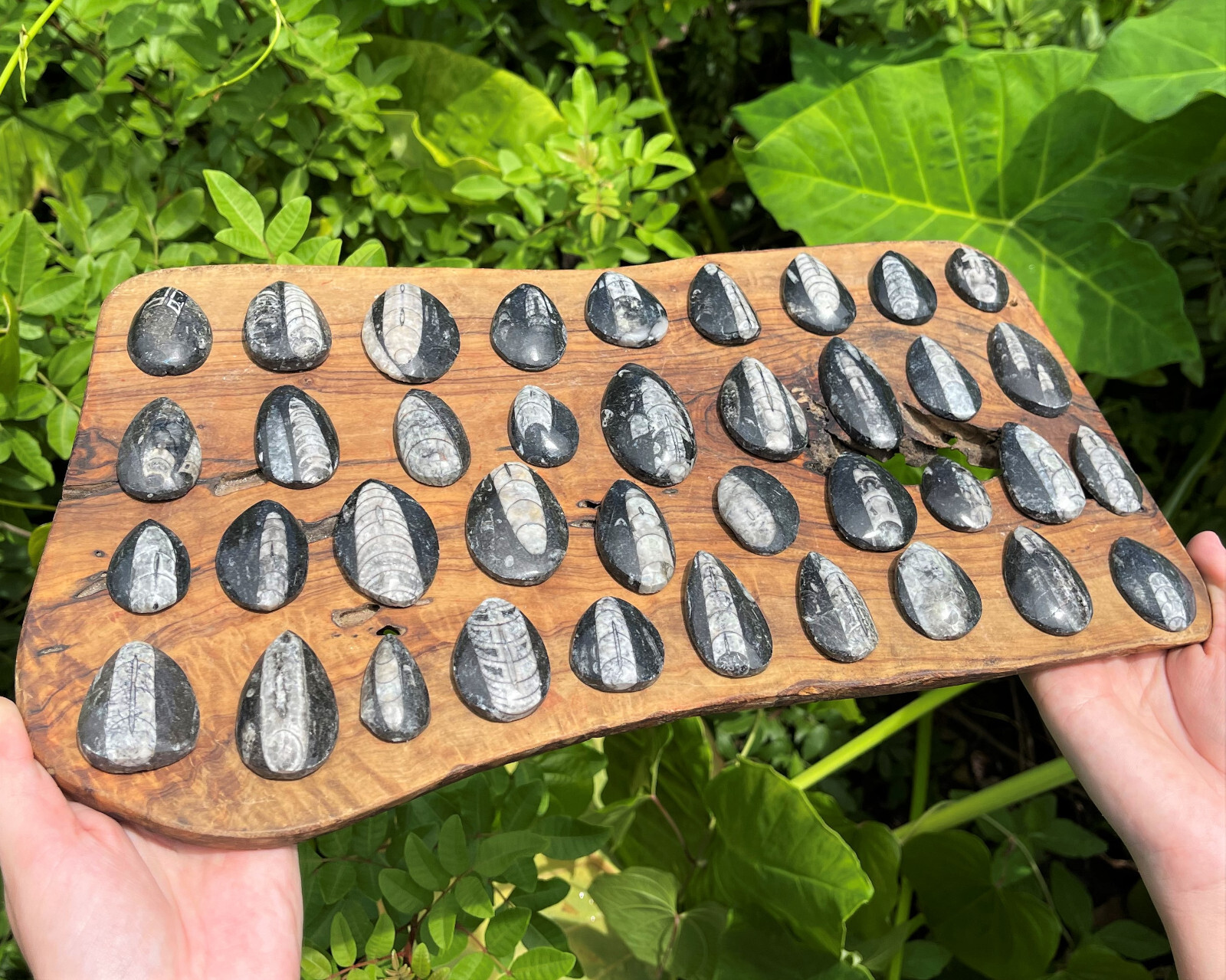 1 x Orthoceras Fossil, Fossilized Ancient Cephalopod (465+ Million Years Old)