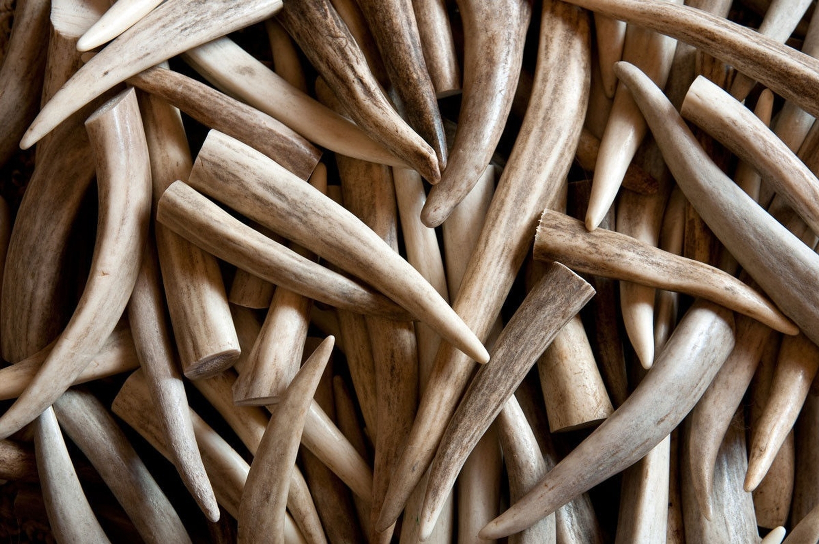 50 Deer / Elk Antler Tips Tines A GRADE ONLY - ASSORTED Craft Antlers