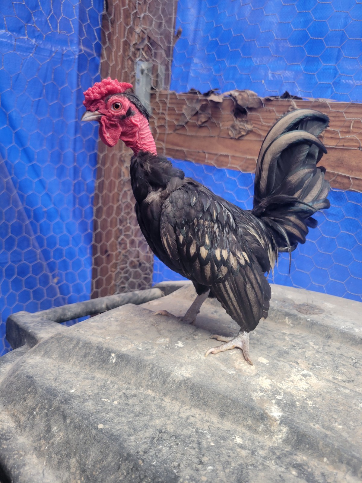 High-End Kikiriki Hatching Eggs – 6 Count (Extras Included When Available)