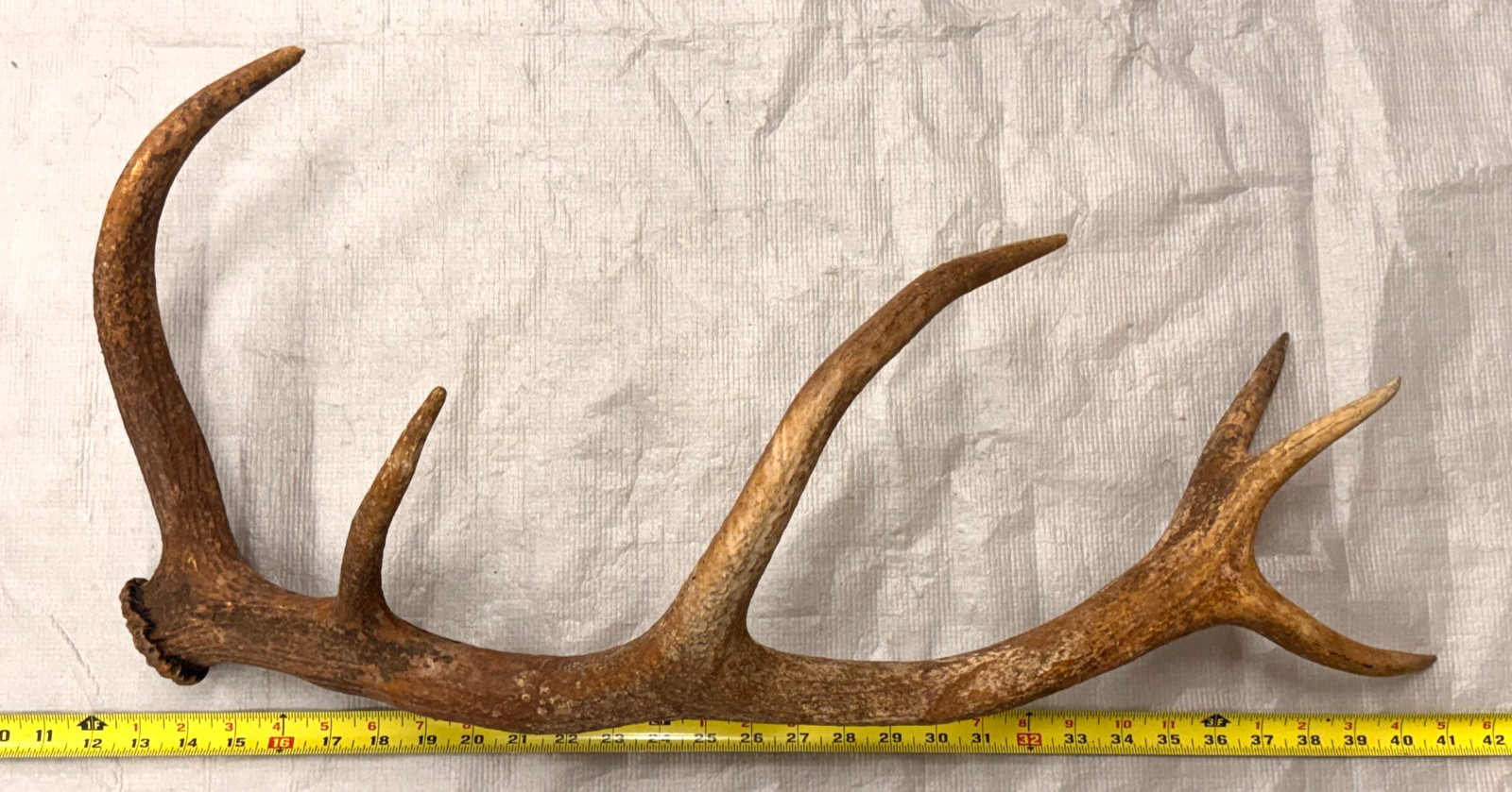 real stag antler shed crafts antlers decor rustic cabin wedding display prop