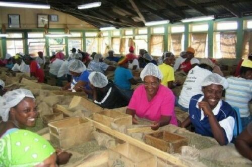 100% JAMAICAN BLUE MOUNTAIN COFFEE BEANS PEABERRY MEDIUM ROASTED 2 TO 12 POUNDS