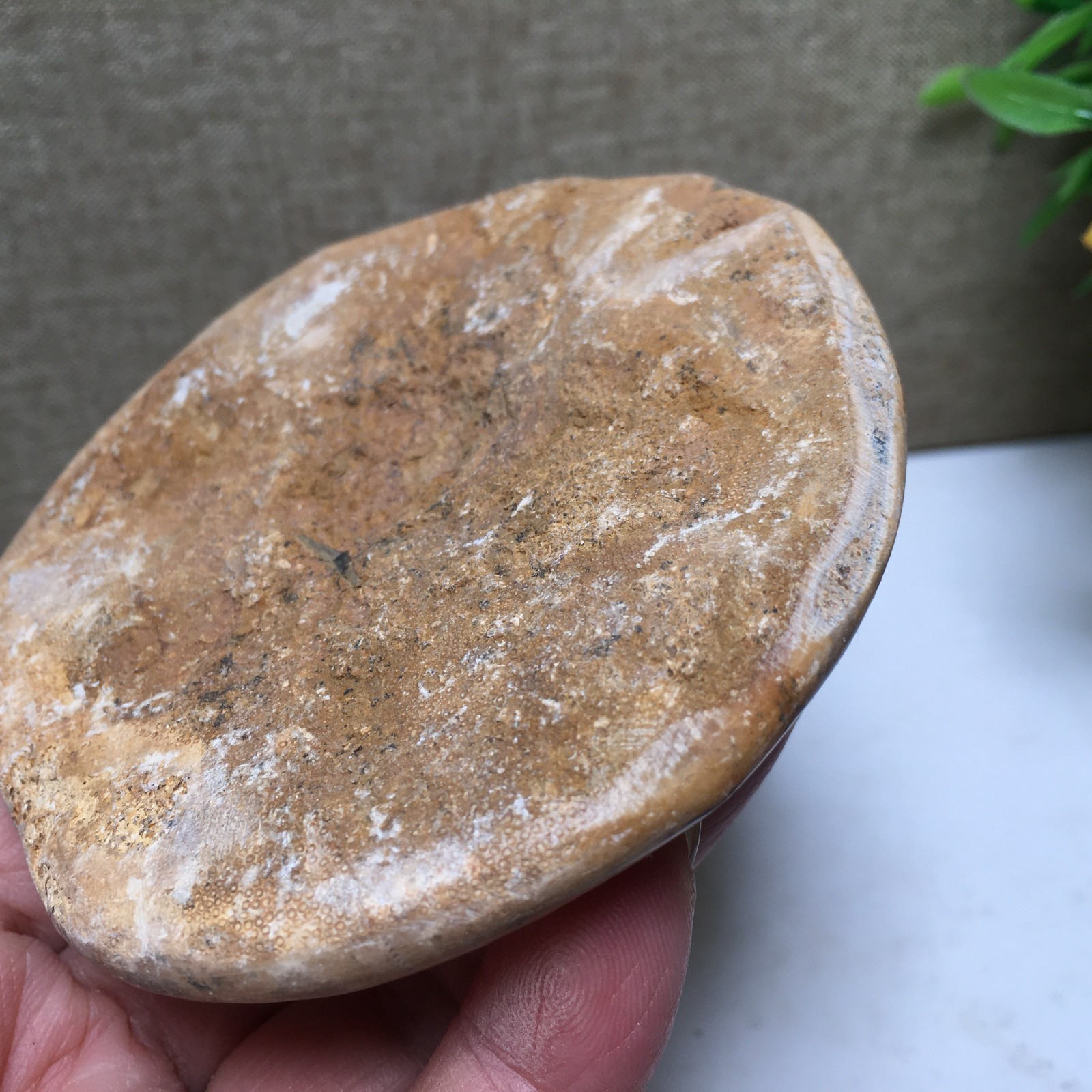 174g Natural Polished sand dollar Crystal Specimen fb770