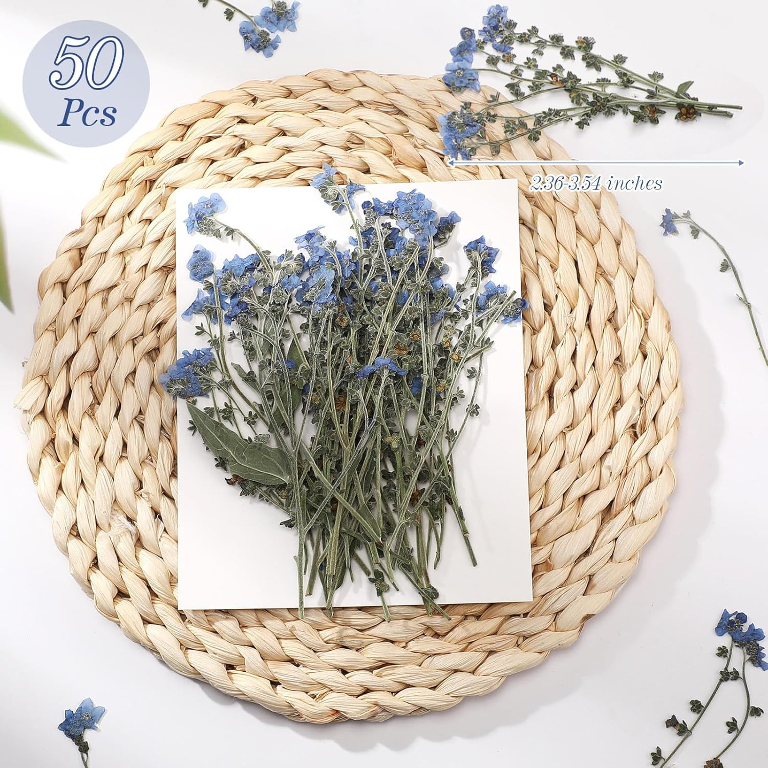 50 Pcs Natural Forget Me Not Pressed Dried Flowers Blue Don'T Forget Me Dried Fl