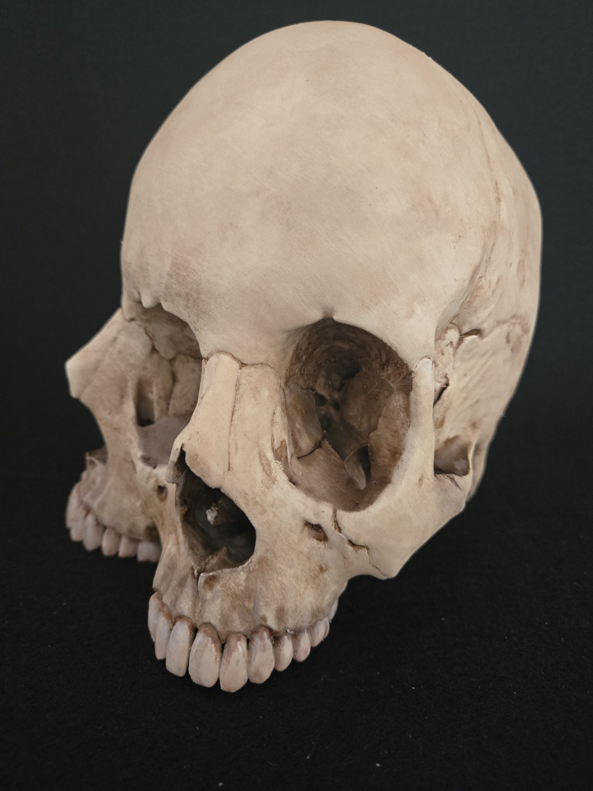 Human Skull - Triclops - Realistic Full Adult Size
