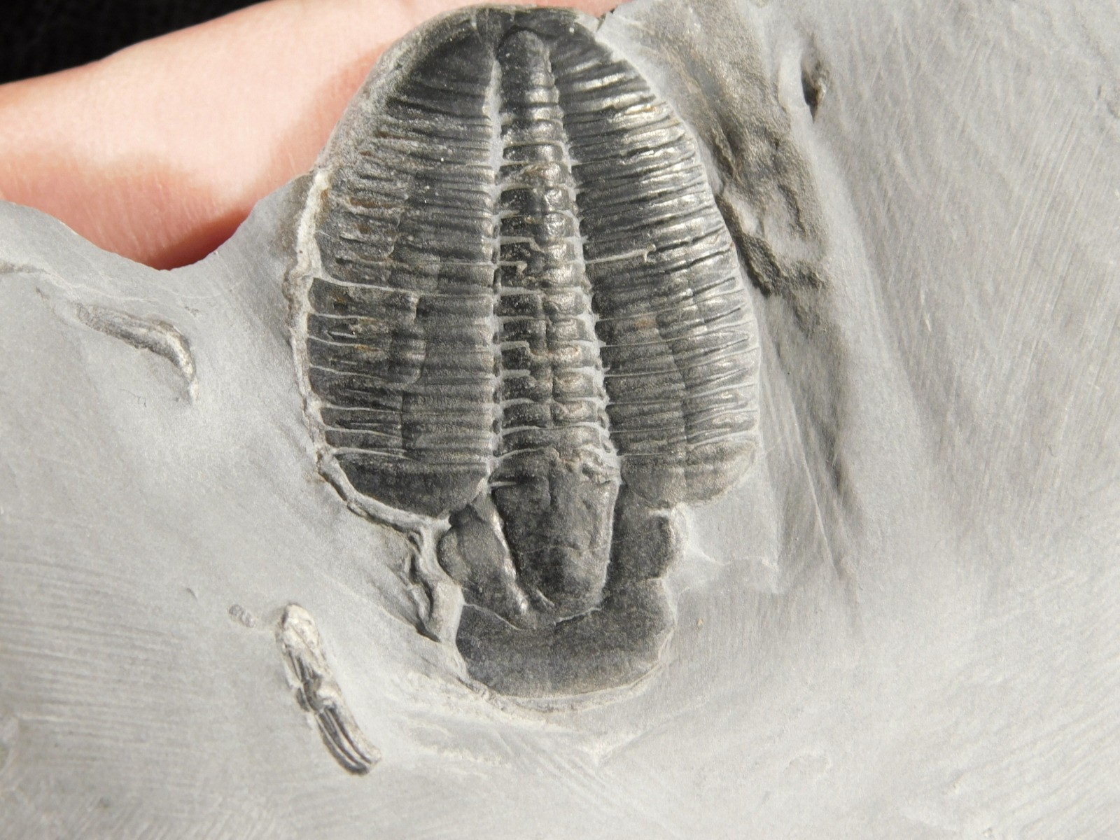 Elrathia TRILOBITE Fossil From Cambrian Utah 100% Natural 130gr *C