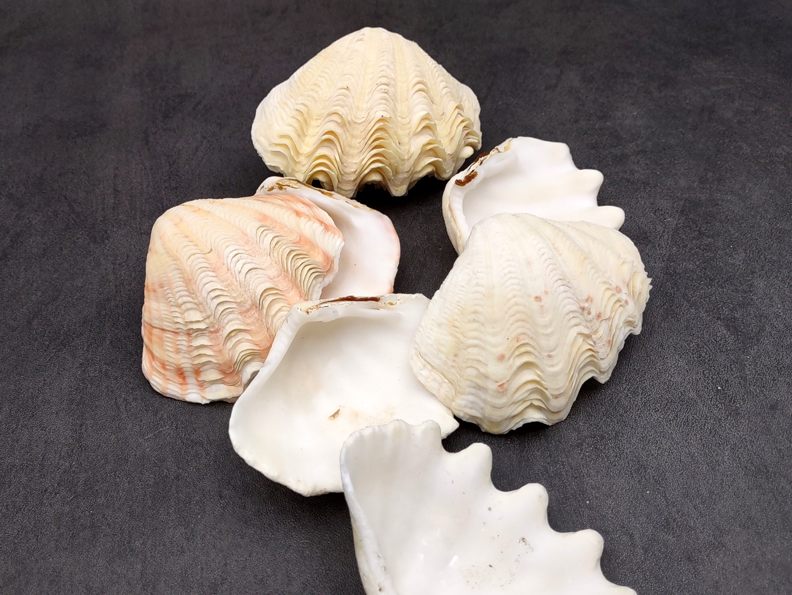 Derasa Clam Seashell White Tridacna Derasa (1 shell approx. 3+ inches)