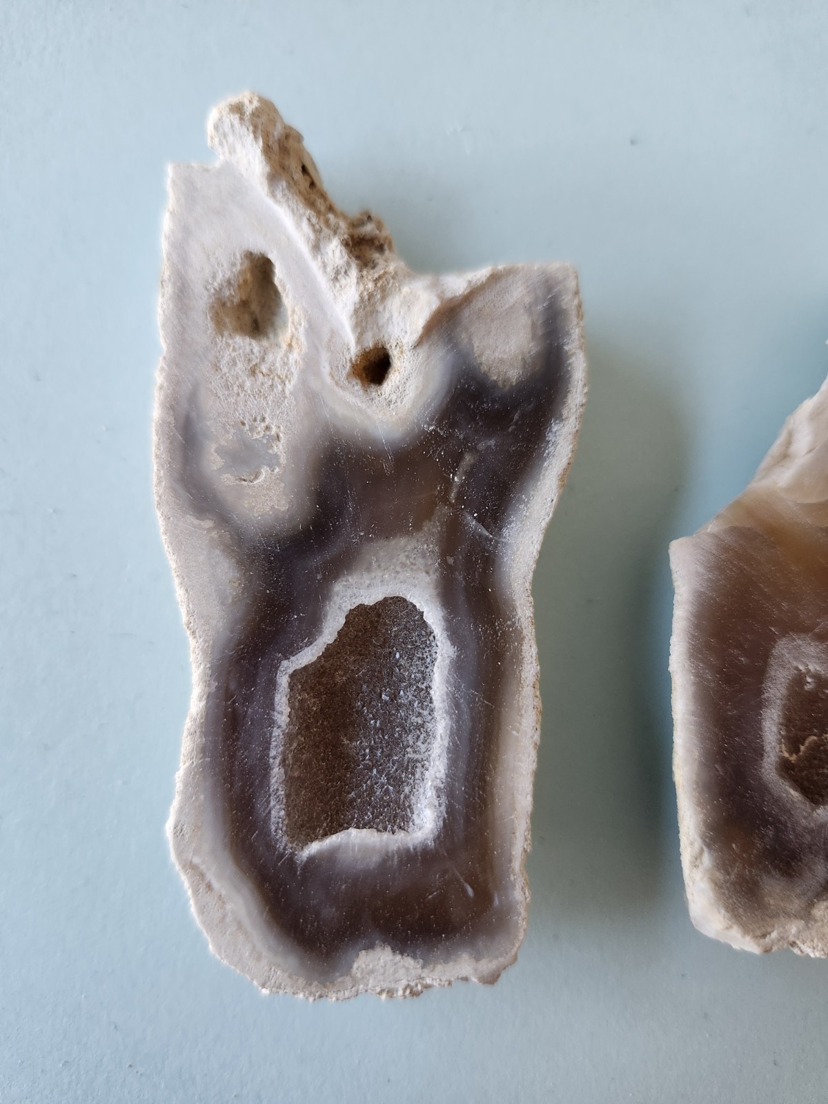 Florida Agatized Coral Fossil Pair, Part polished Chalcedony Druzy Fluorescent!