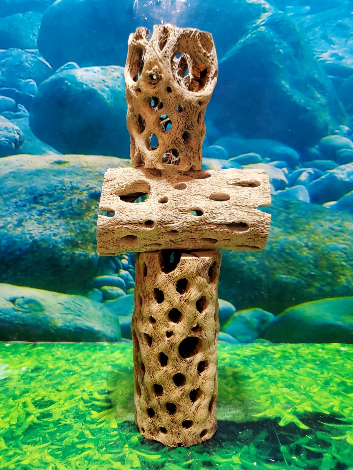 TEDDY BEAR CHOLLA Wood | 3 pcs, 3 sizes | Nice Air Plant Display Stands | Crafts