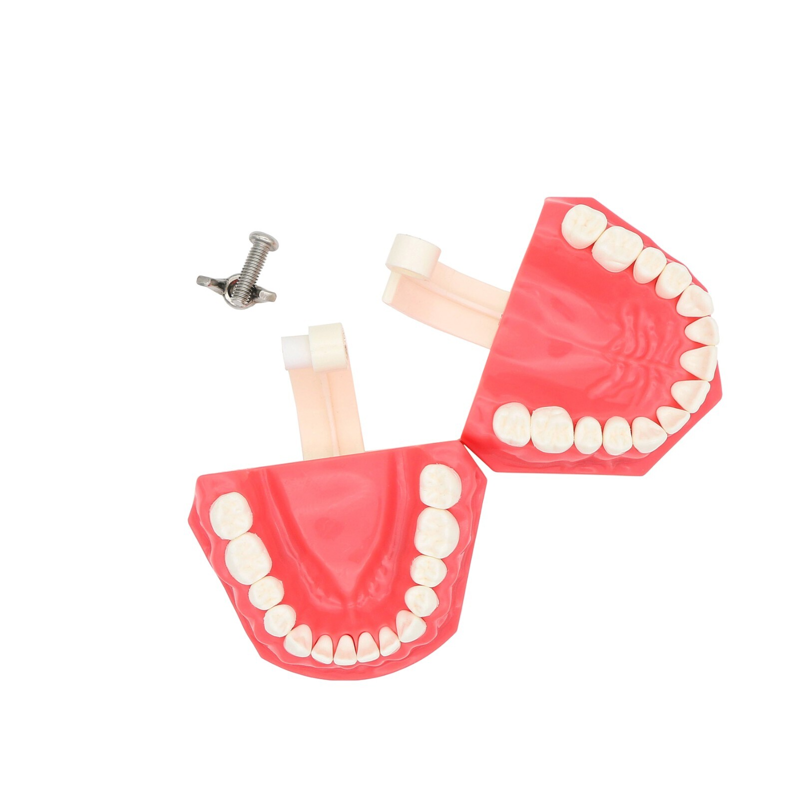 Dental Teeth Model Brushing Flossing Practice Studying Teaching Model M7010-1