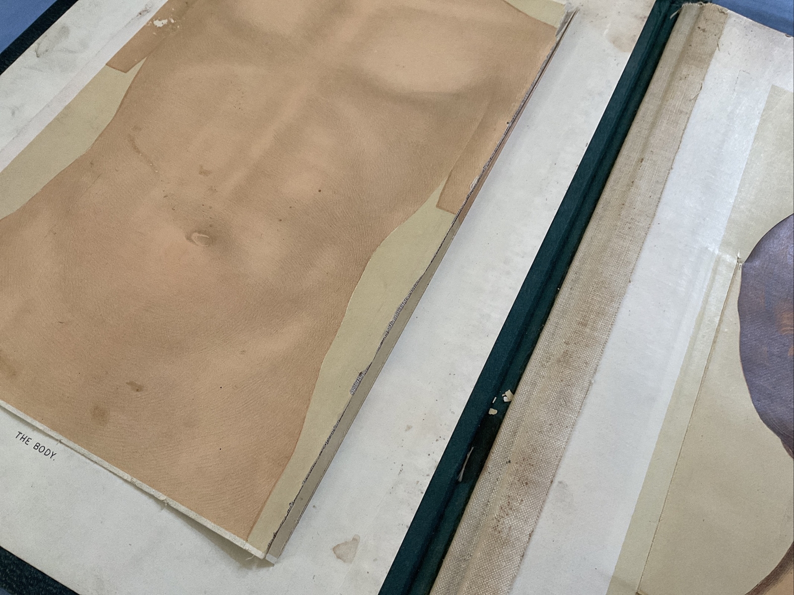 Antique Medical Anatomy Book Embalmer Anatomy Book Binder 1903