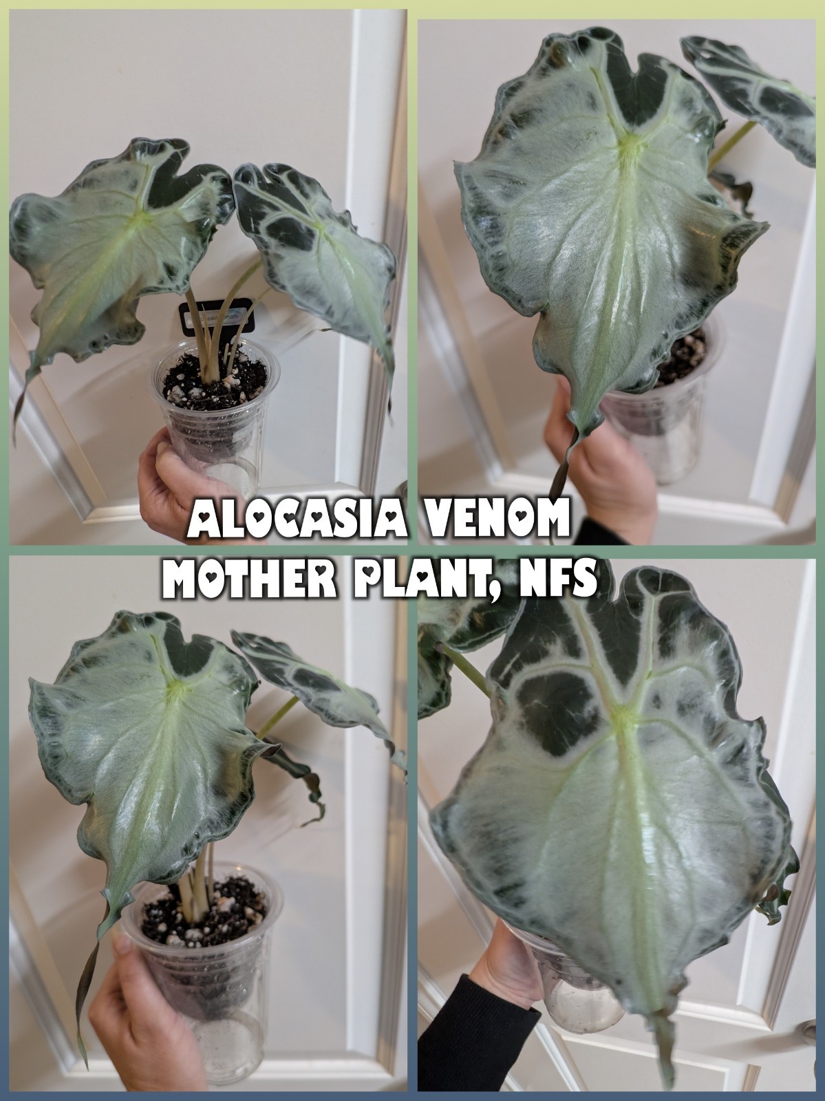 Alocasia Venom-  1x CORM (W/Leaf Emerging, No Roots) 2 Available -Growers Choice