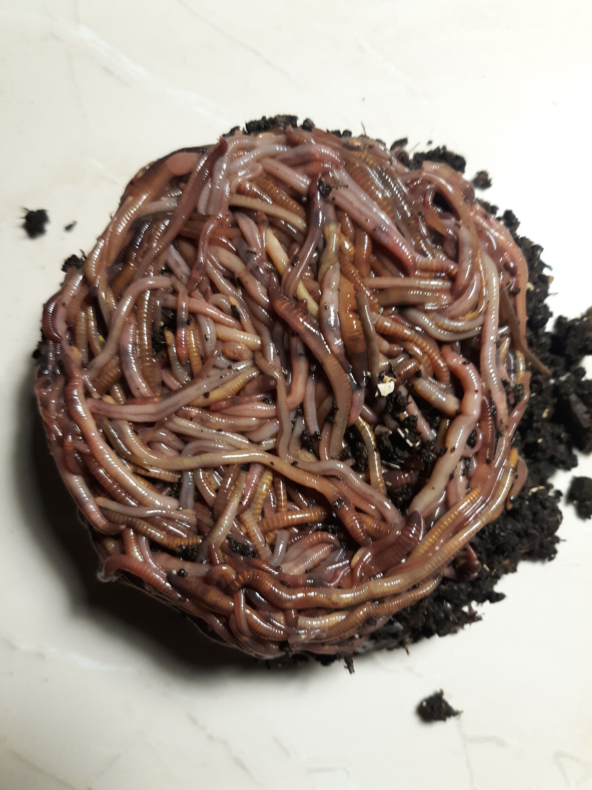 🐛We Got Composting Worms / Earth Friendly / LIVE / Fresh/ Free Shipping 🐛