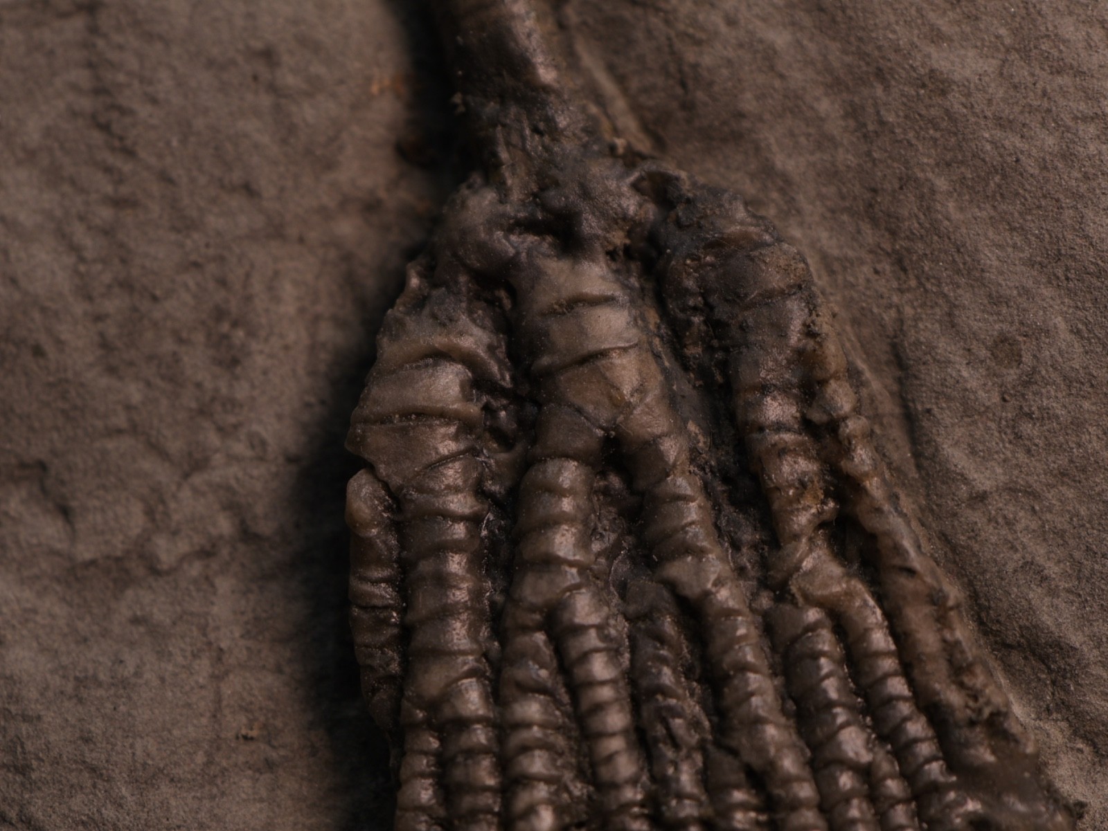 Sweet Pachylocrinus aequalis Fossil Crinoid, Crawfordsville, IN