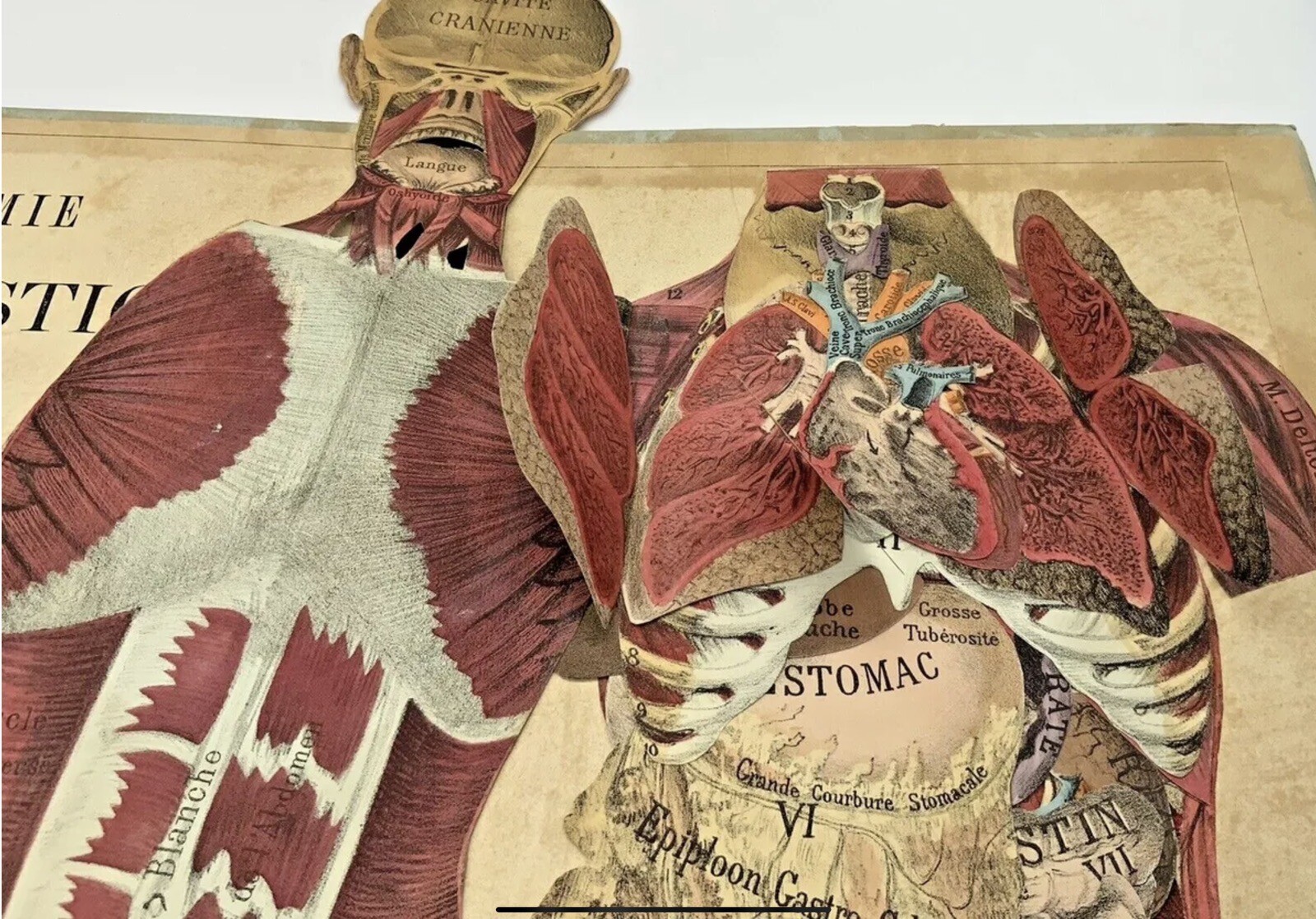 French Medical Human Anatomy Diagram Pop-up Book c 1875, G.J. Witkoski, Rare