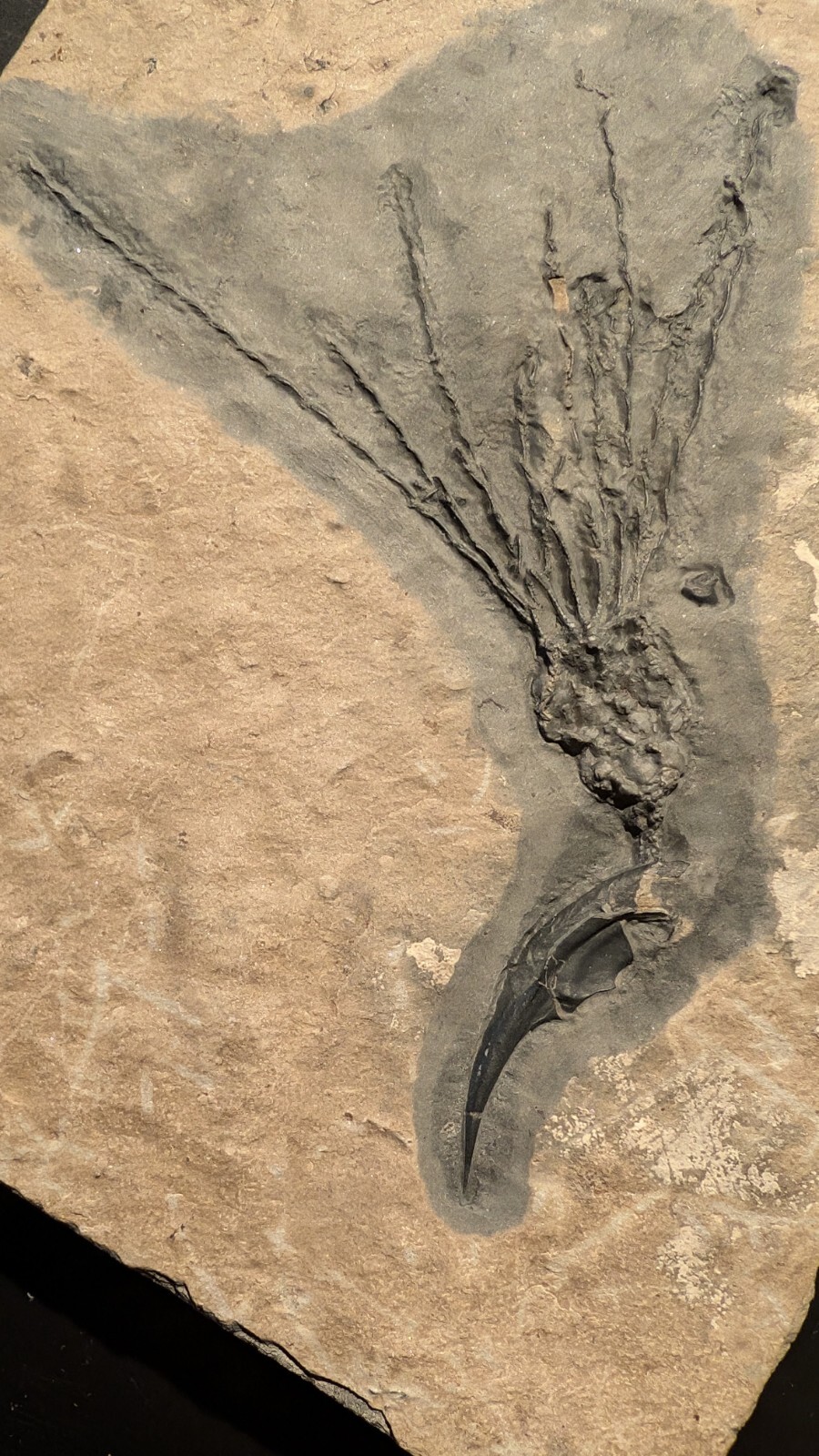 Gogia granulosa Fossil Wheeler/Marjum Formation, Utah Cambrian Proto-echinoderm
