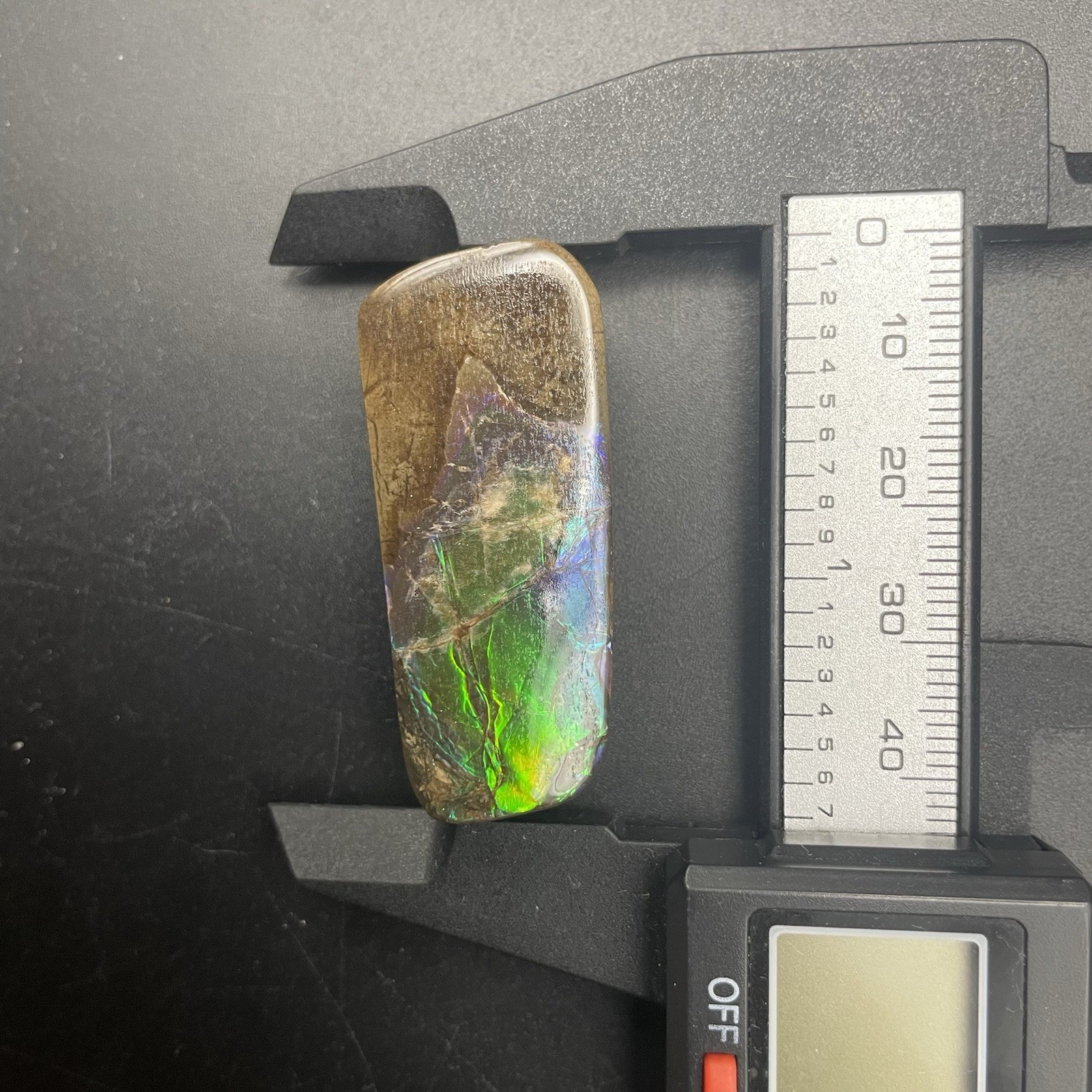 Amazing Blue Green Ammolite Canadian Ammonite Fossil Authentic